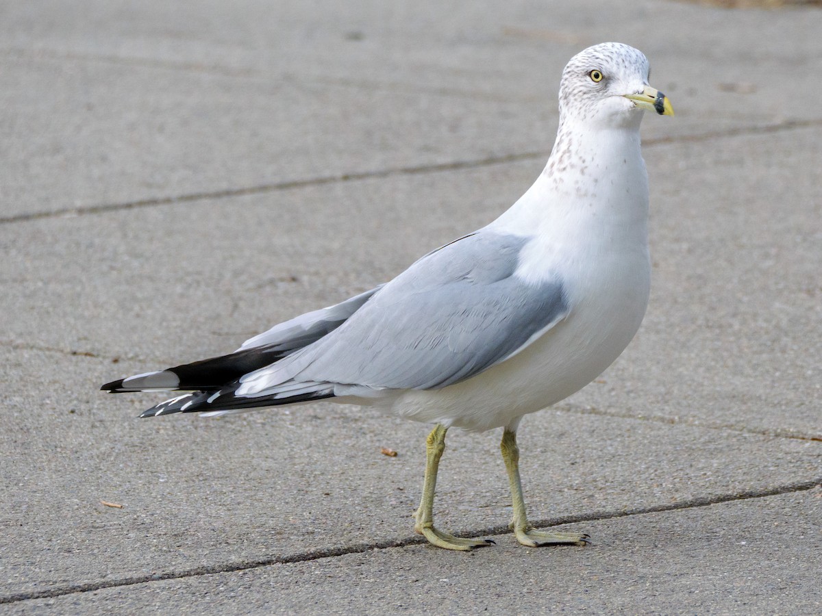 Halkalı Martı - ML646587669