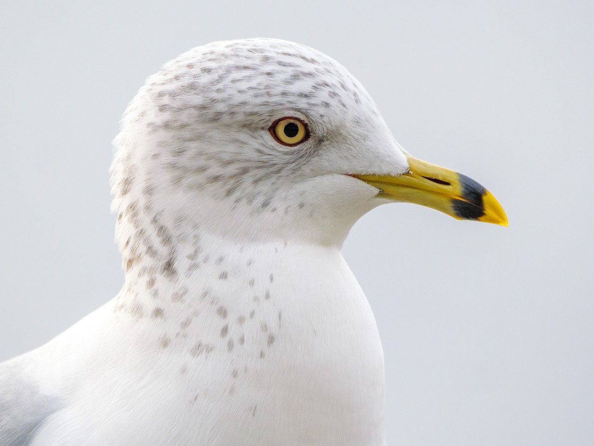 Halkalı Martı - ML646587670