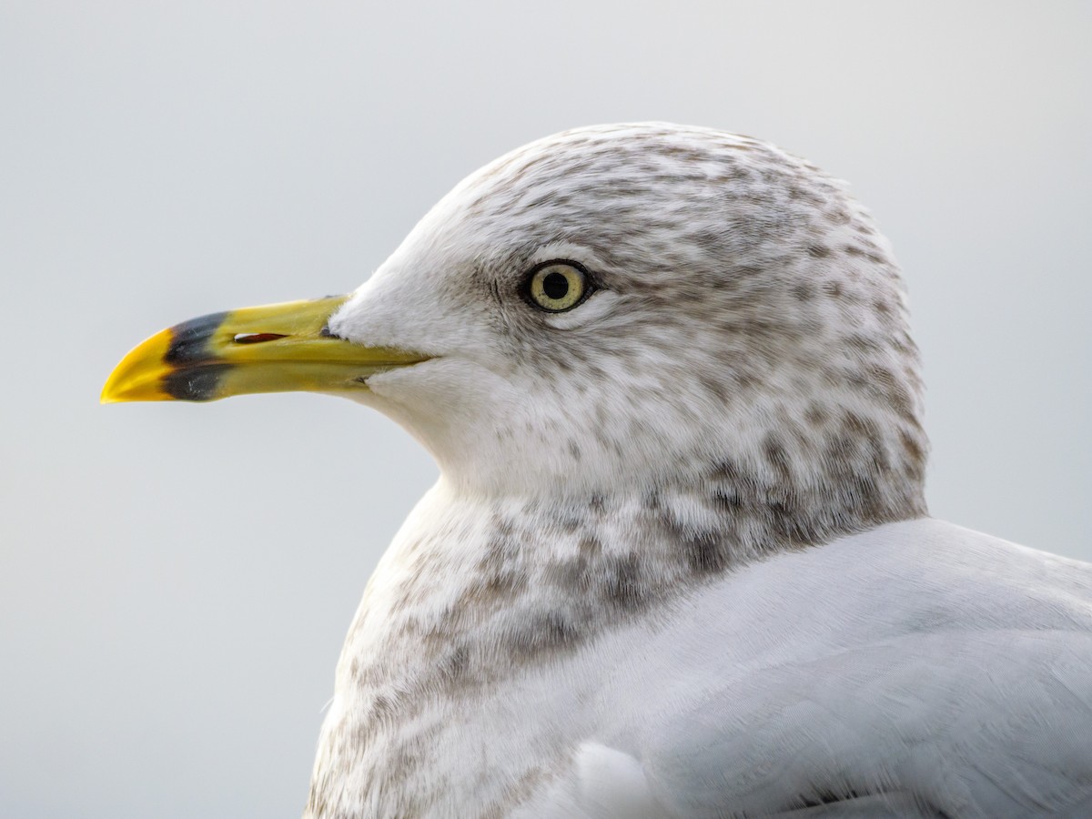 Halkalı Martı - ML646587671