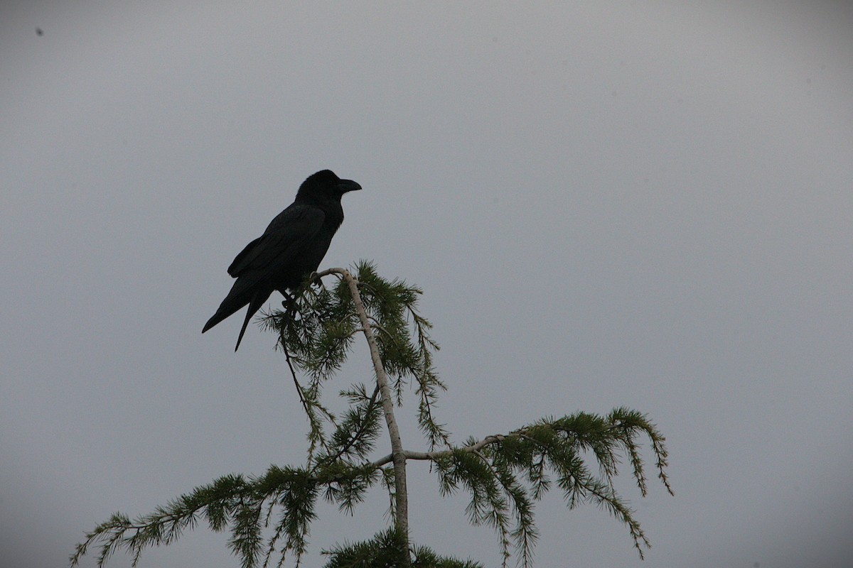 Kuzgun - ML646587672