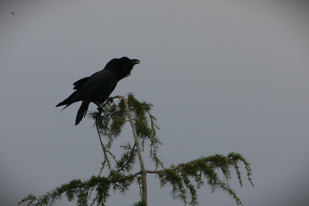 Kuzgun - ML646587673