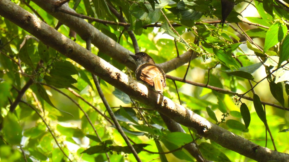 Buru Boz Sinekkapanı - ML646587675