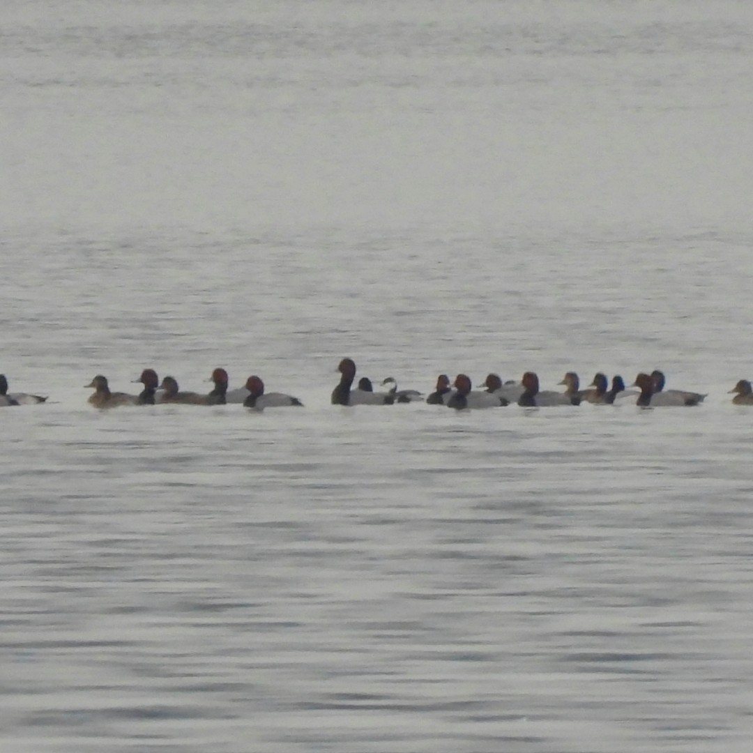 Amerika Elmabaşı - ML646587676