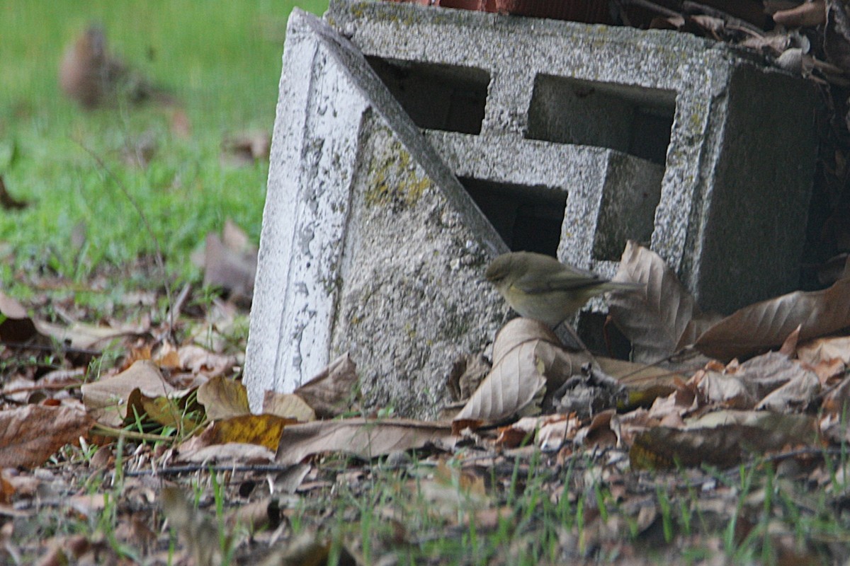 Çıvgın - ML646587677