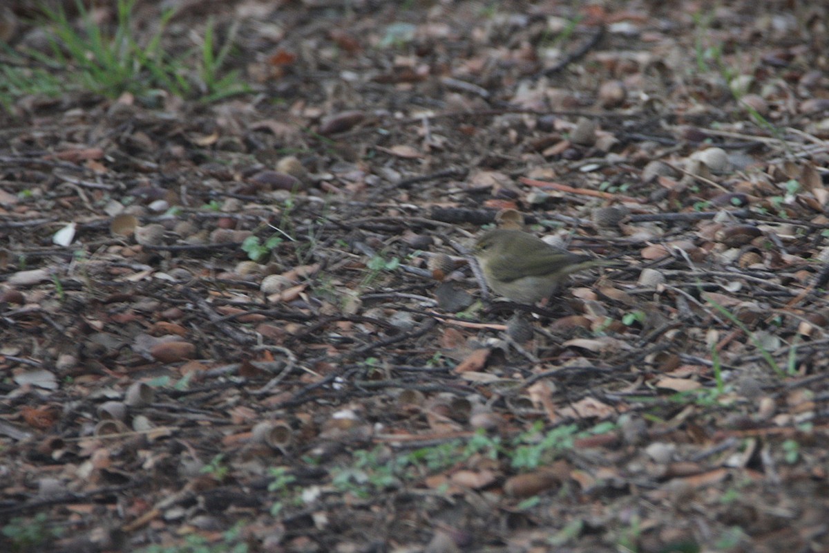Çıvgın - ML646587678