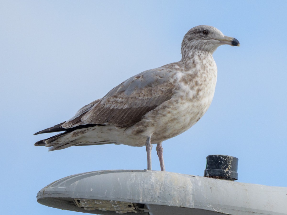 Amerika Gümüş Martısı - ML646587679