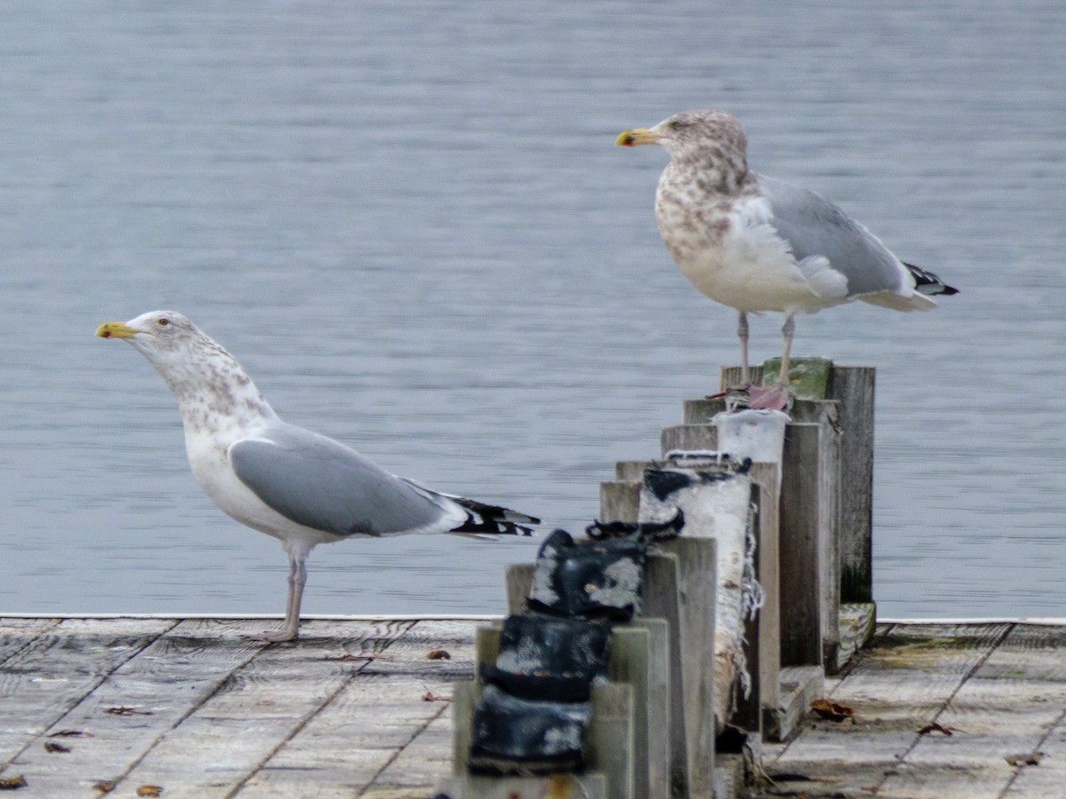 Amerika Gümüş Martısı - ML646587680