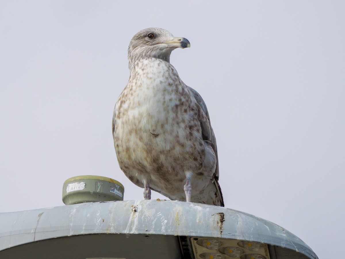 Amerika Gümüş Martısı - ML646587681