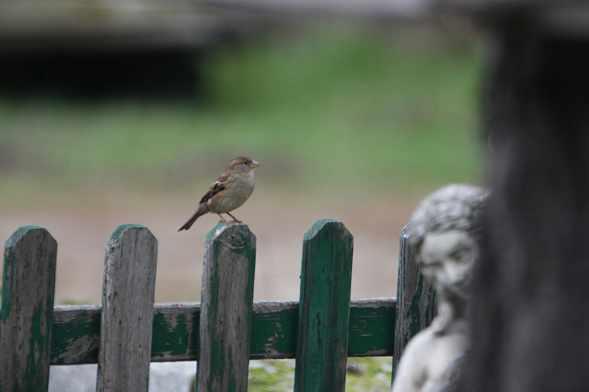 Serçe - ML646587682