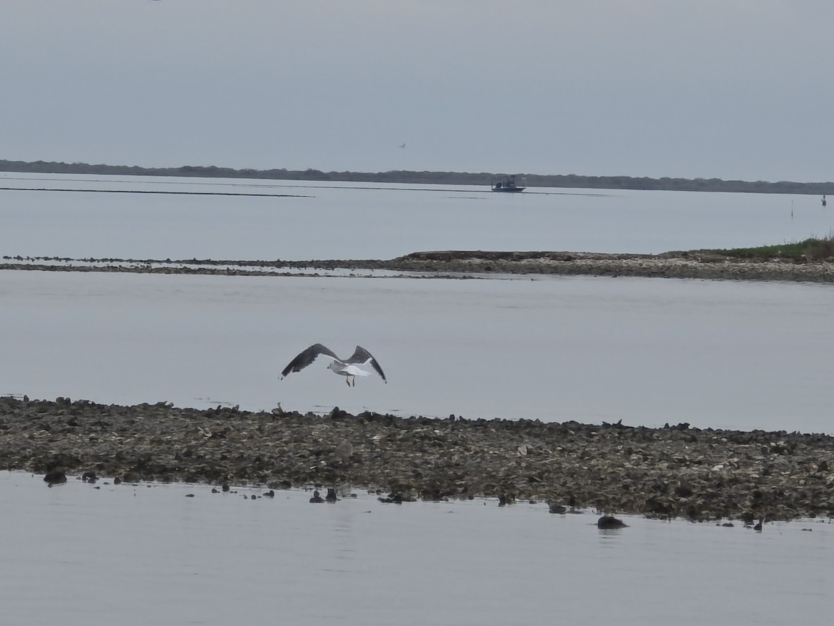 Kara Sırtlı Martı - ML646587683