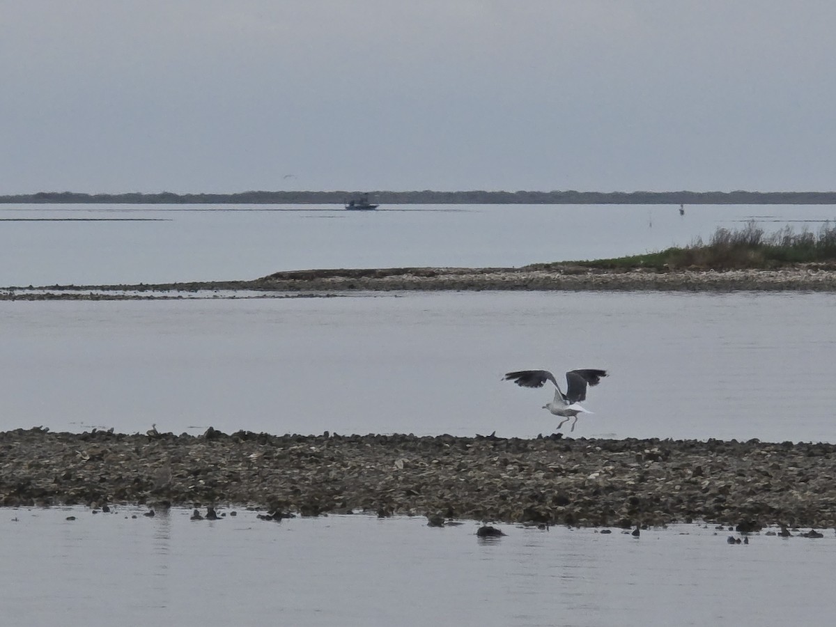 Kara Sırtlı Martı - ML646587684