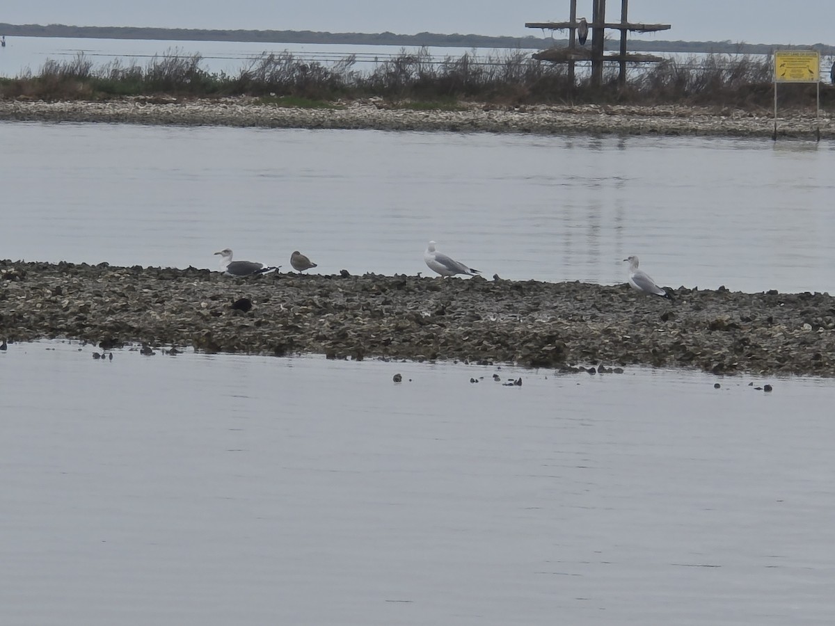 Kara Sırtlı Martı - ML646587685