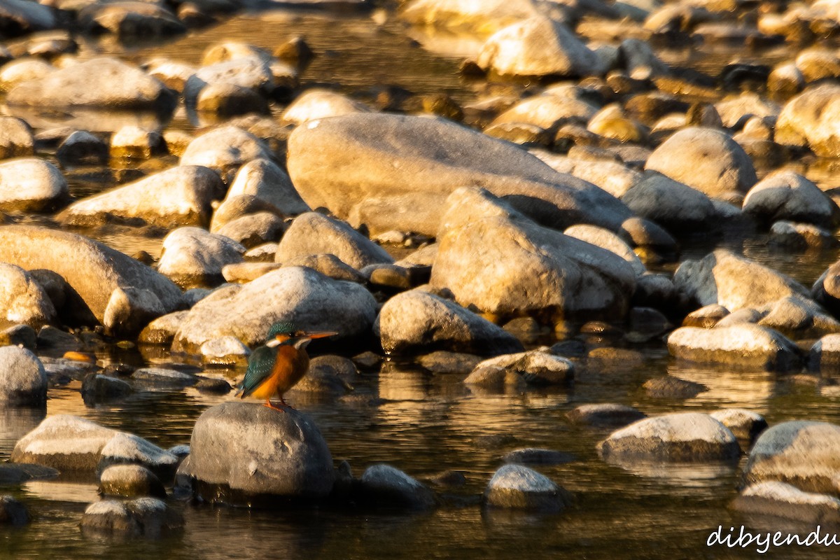 Yalıçapkını - ML646587686