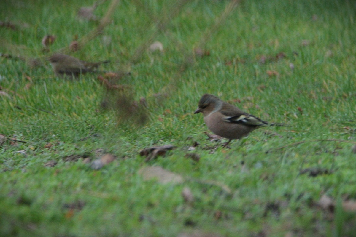 İspinoz - ML646587687