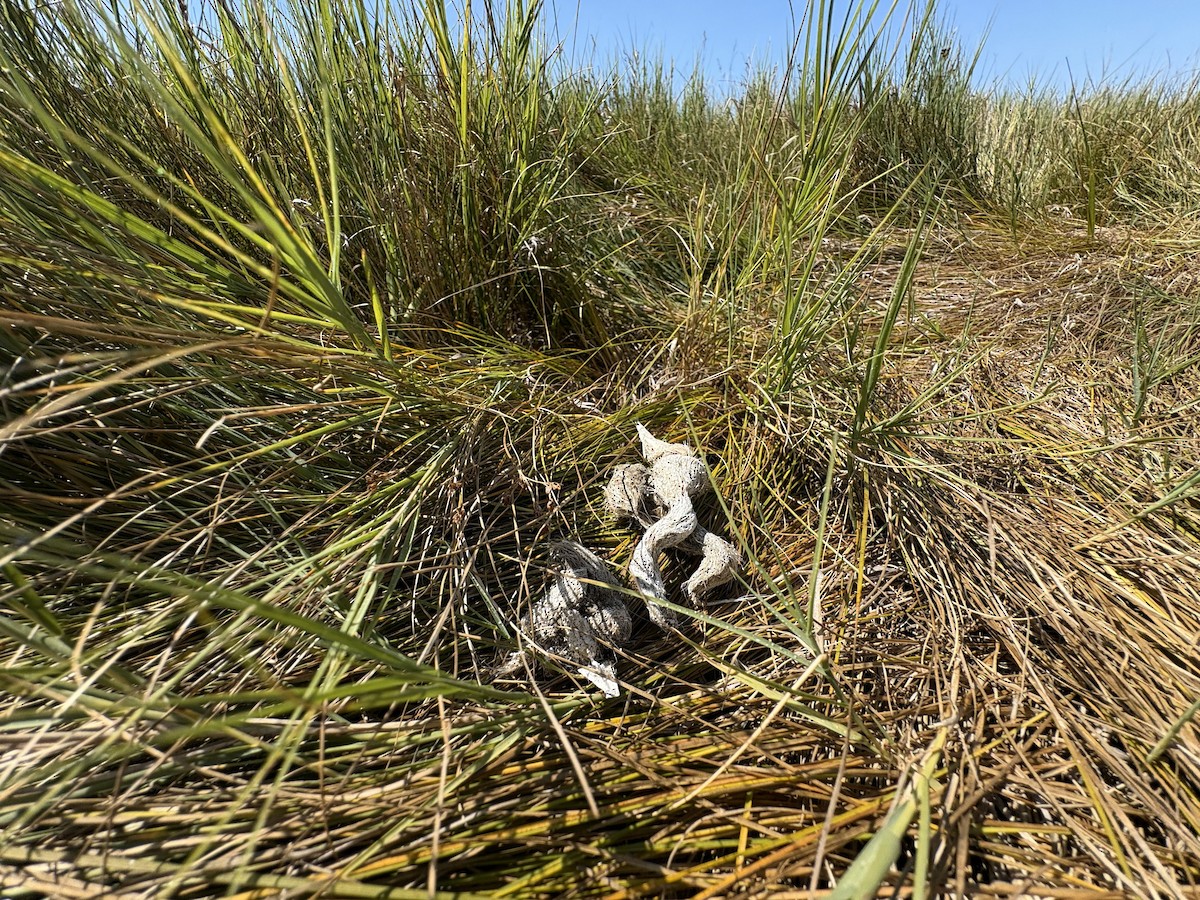 Mammals - ML646587688