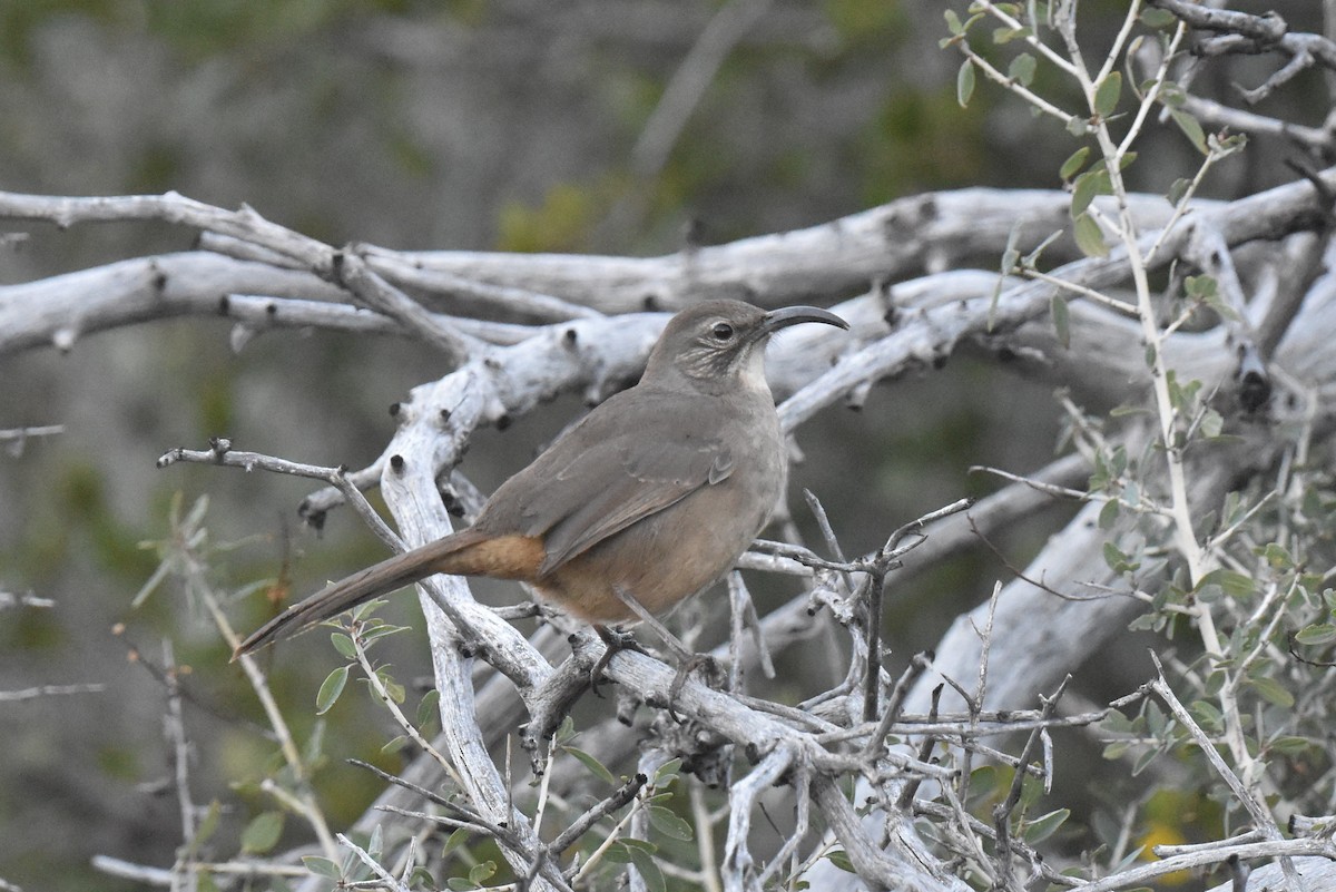 Kaliforniya Çöpçüsü - ML646587689