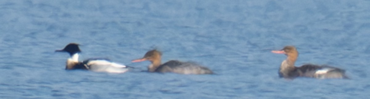 Tarakdiş - ML646587690