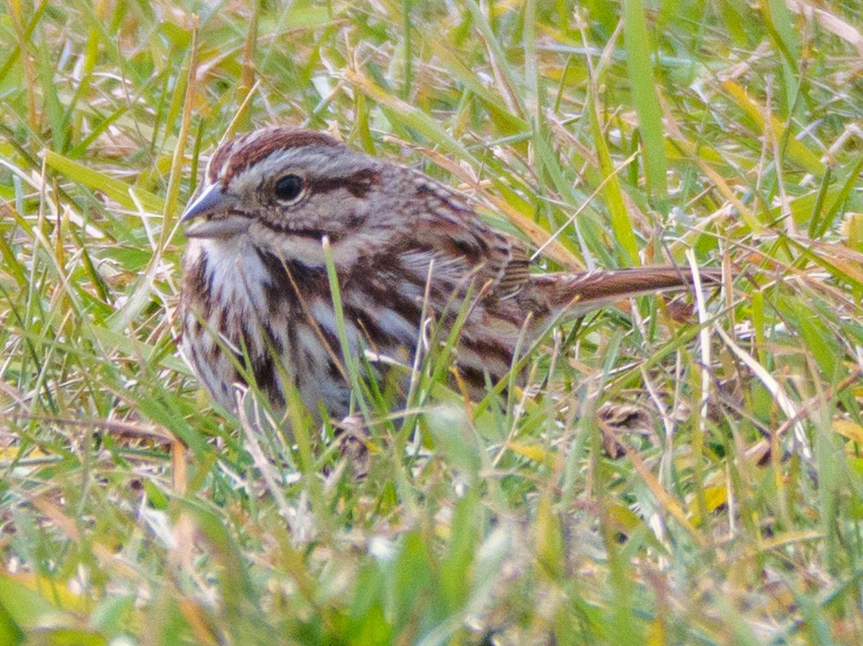 Ötücü Serçe - ML646587691