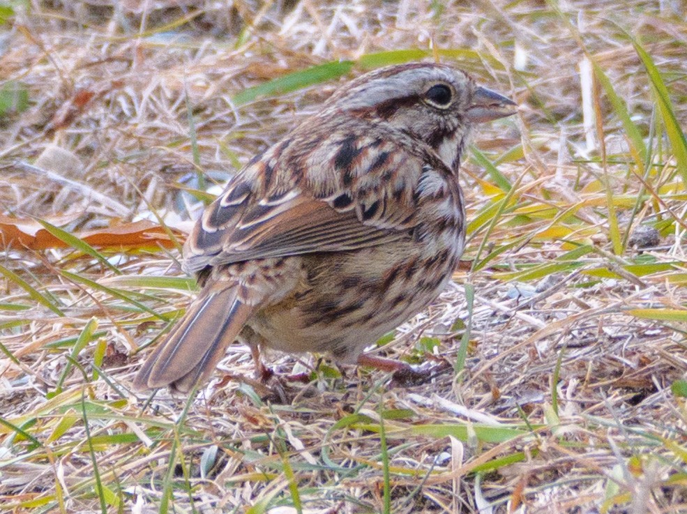 Ötücü Serçe - ML646587692