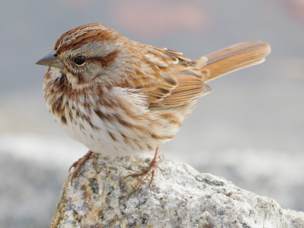 Ötücü Serçe - ML646587693