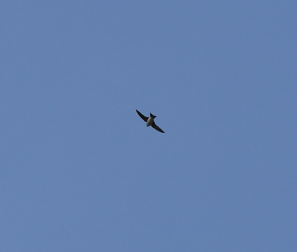 Western House-Martin - ML646587695