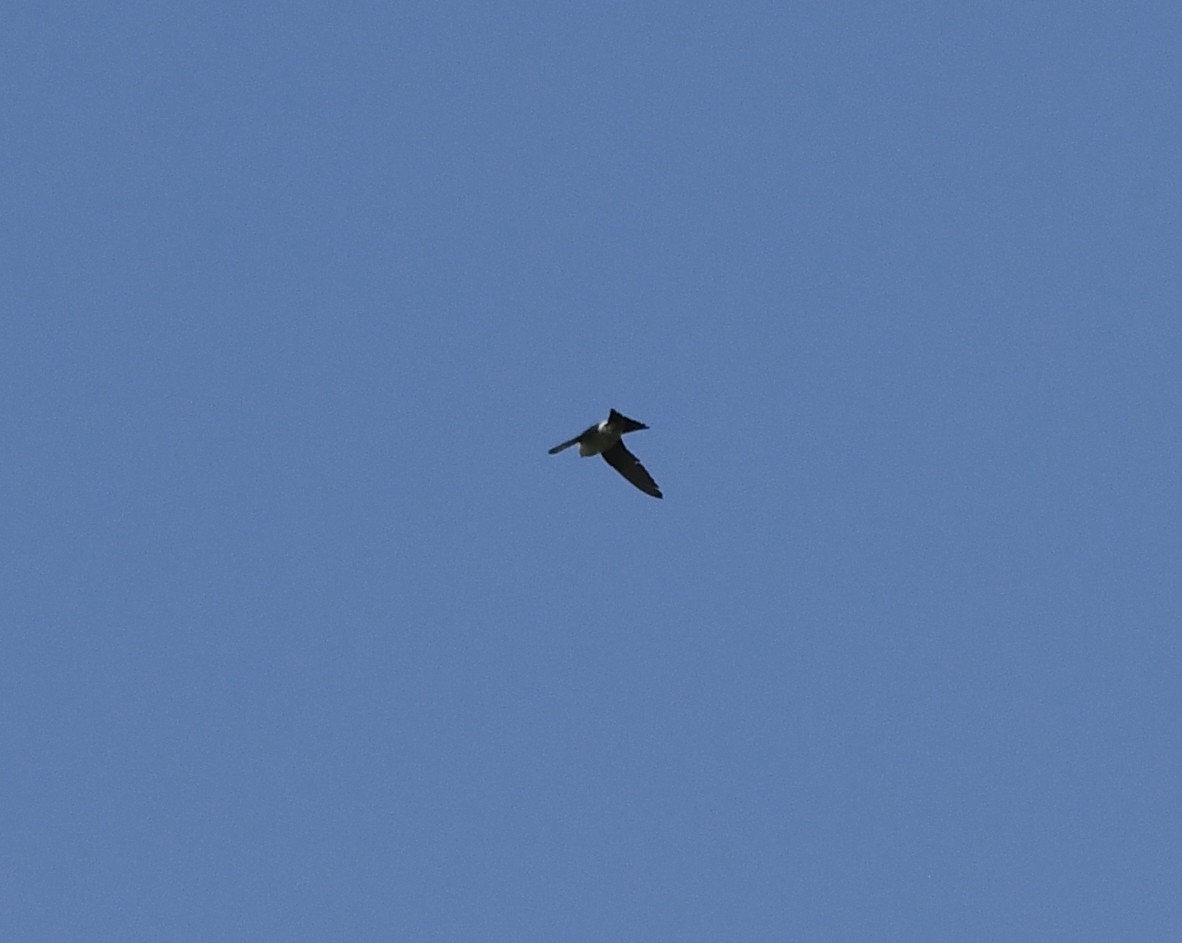 Western House-Martin - ML646587696