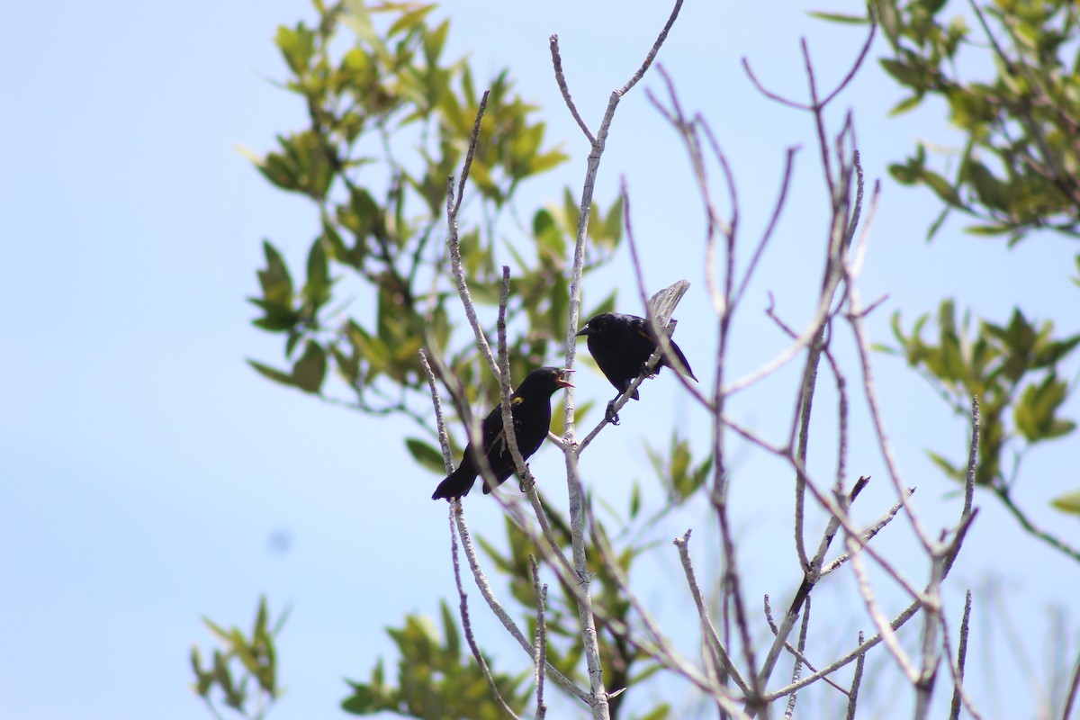 Yellow-shouldered Blackbird - ML646587699