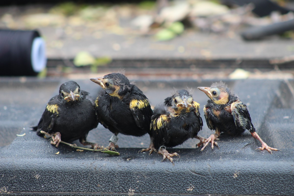 Yellow-shouldered Blackbird - ML646587700