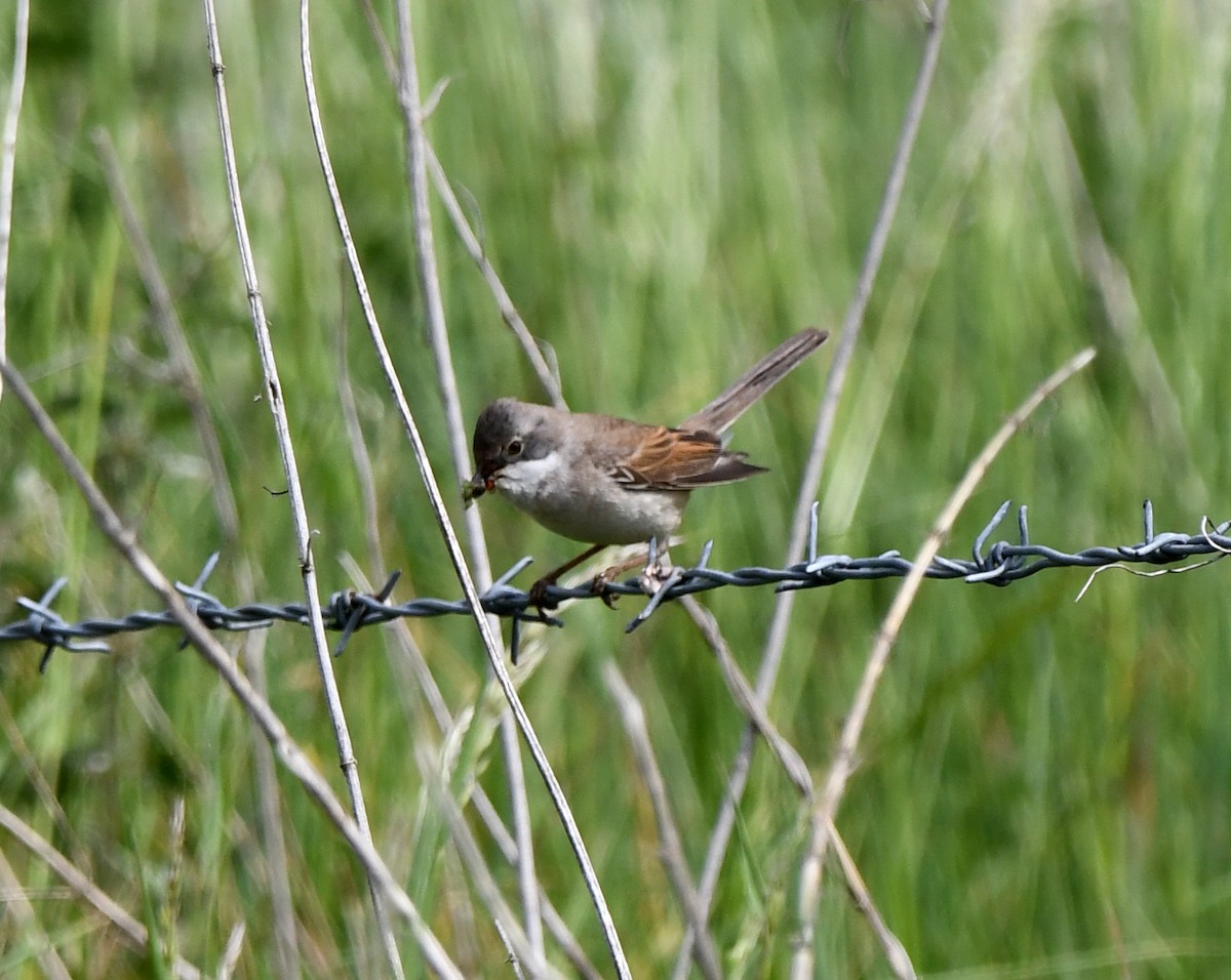 Greater Whitethroat - ML646587702