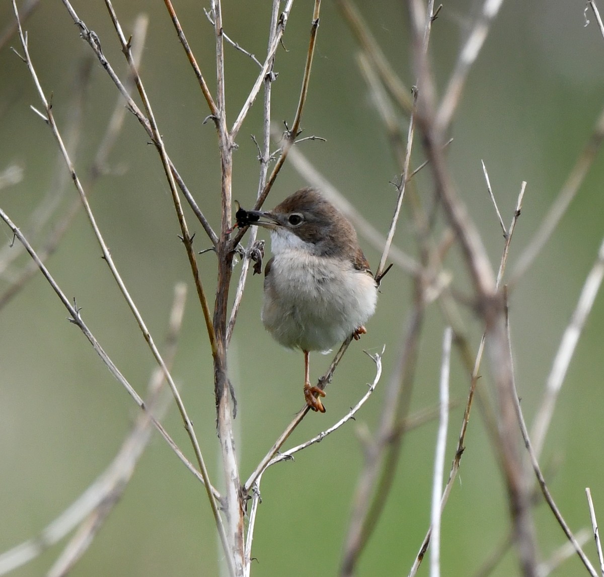 Greater Whitethroat - ML646587704