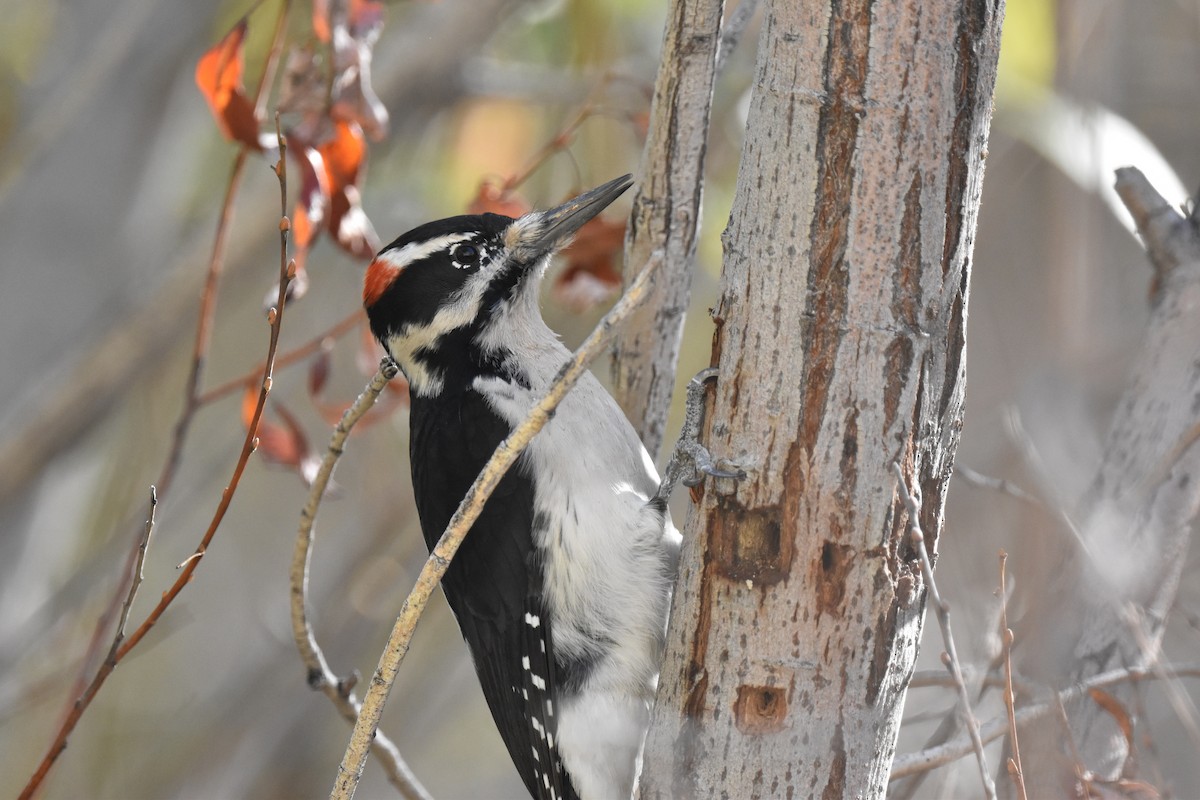 Hairy Woodpecker - ML646587706