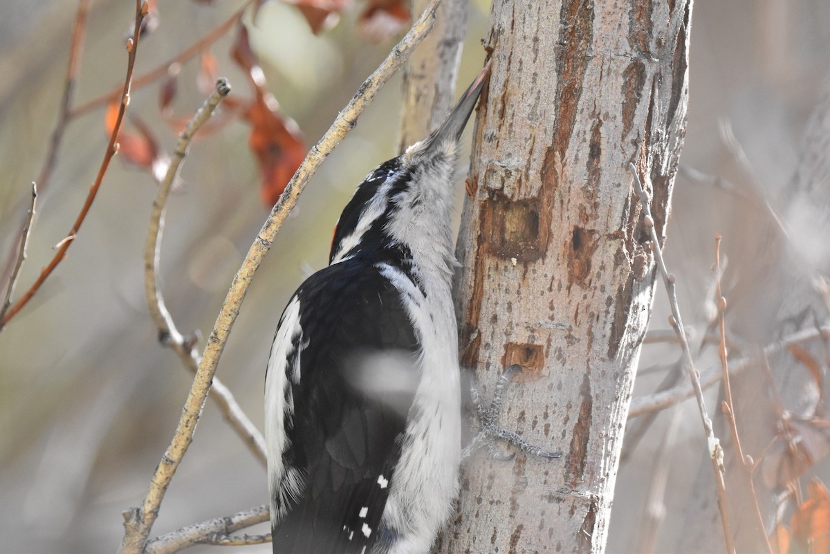 Hairy Woodpecker - ML646587707