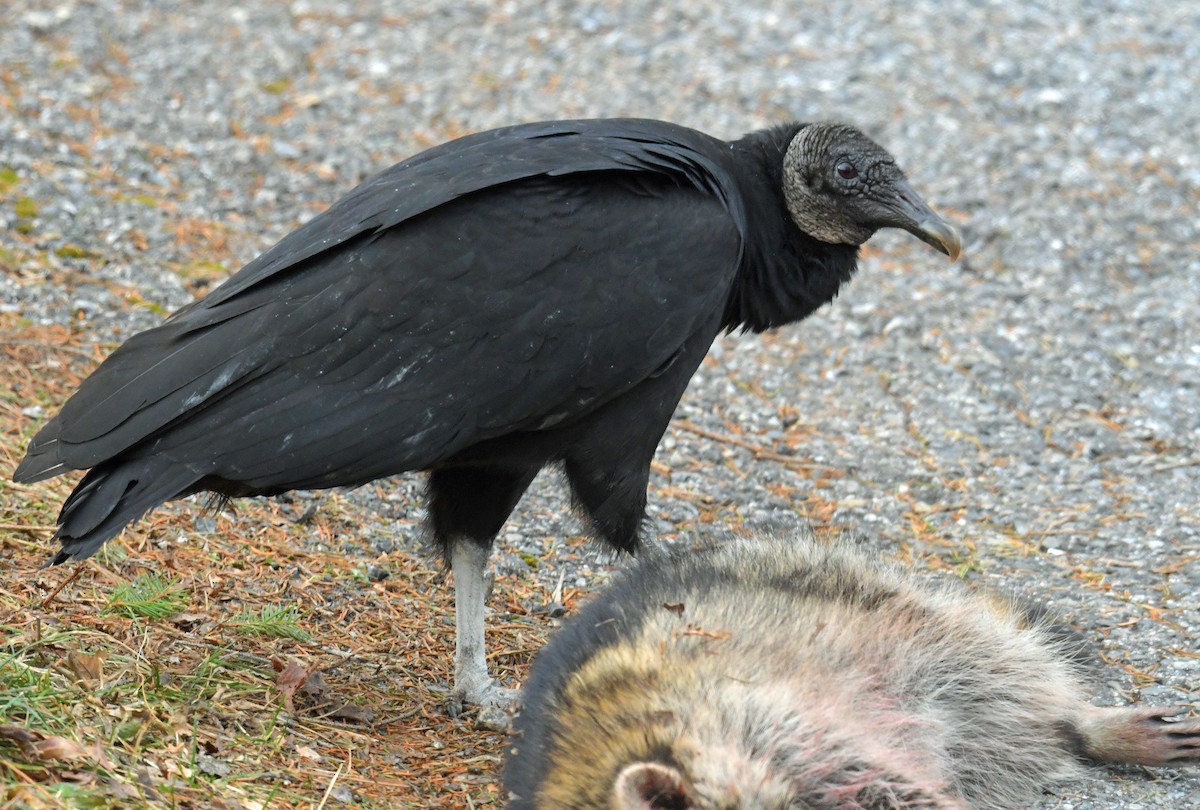 Black Vulture - ML646587708