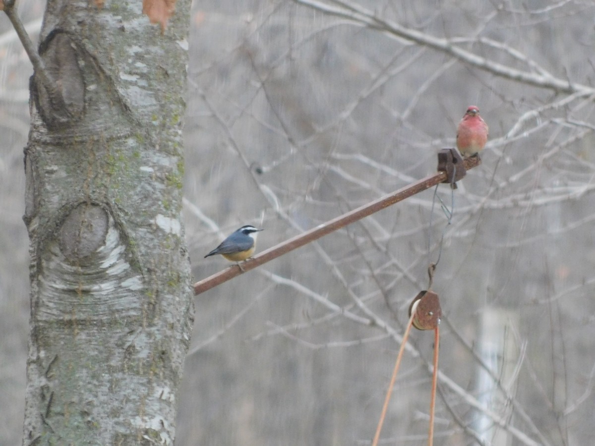 Red-breasted Nuthatch - ML646587711