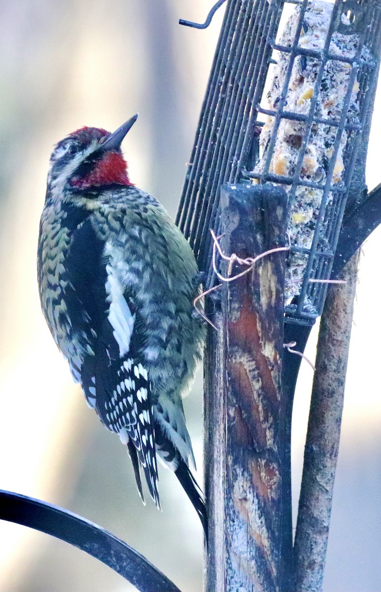 kanadasevjespett - ML646587712