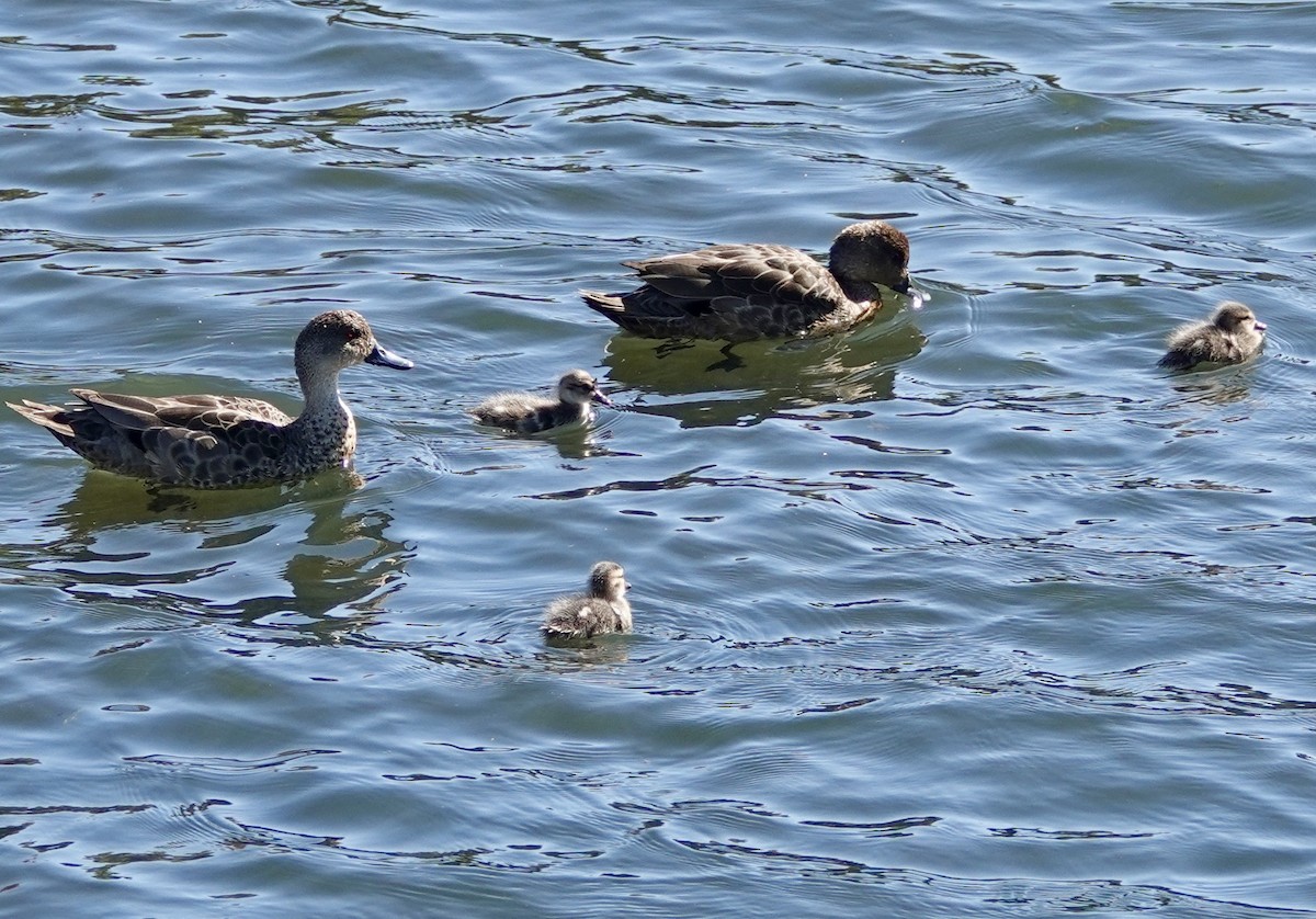 Gray Teal - ML646587713