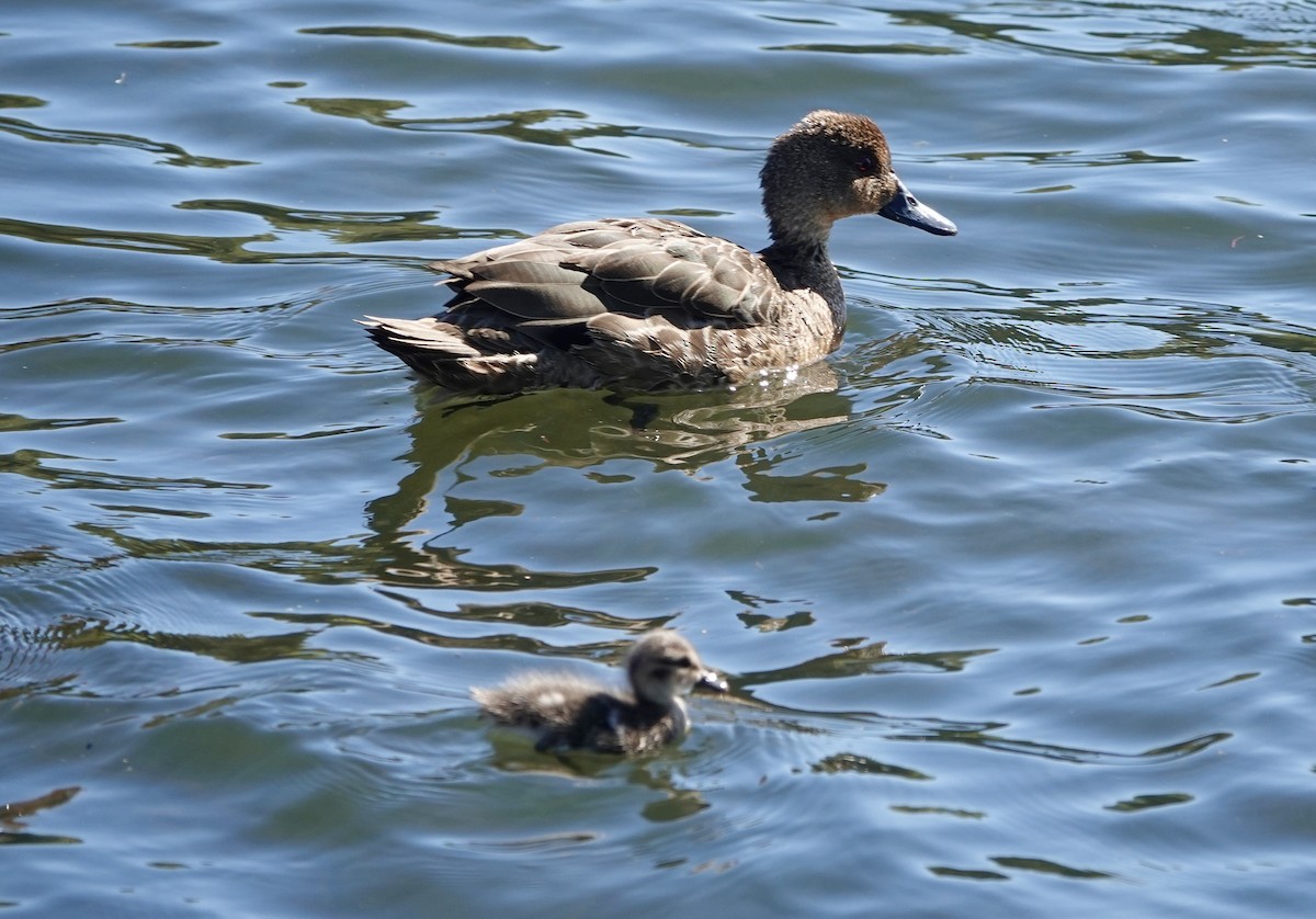 Gray Teal - ML646587714