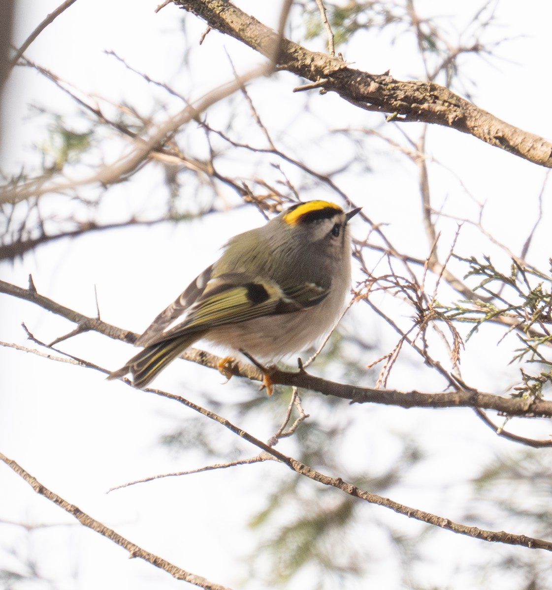 アメリカキクイタダキ - ML646587716