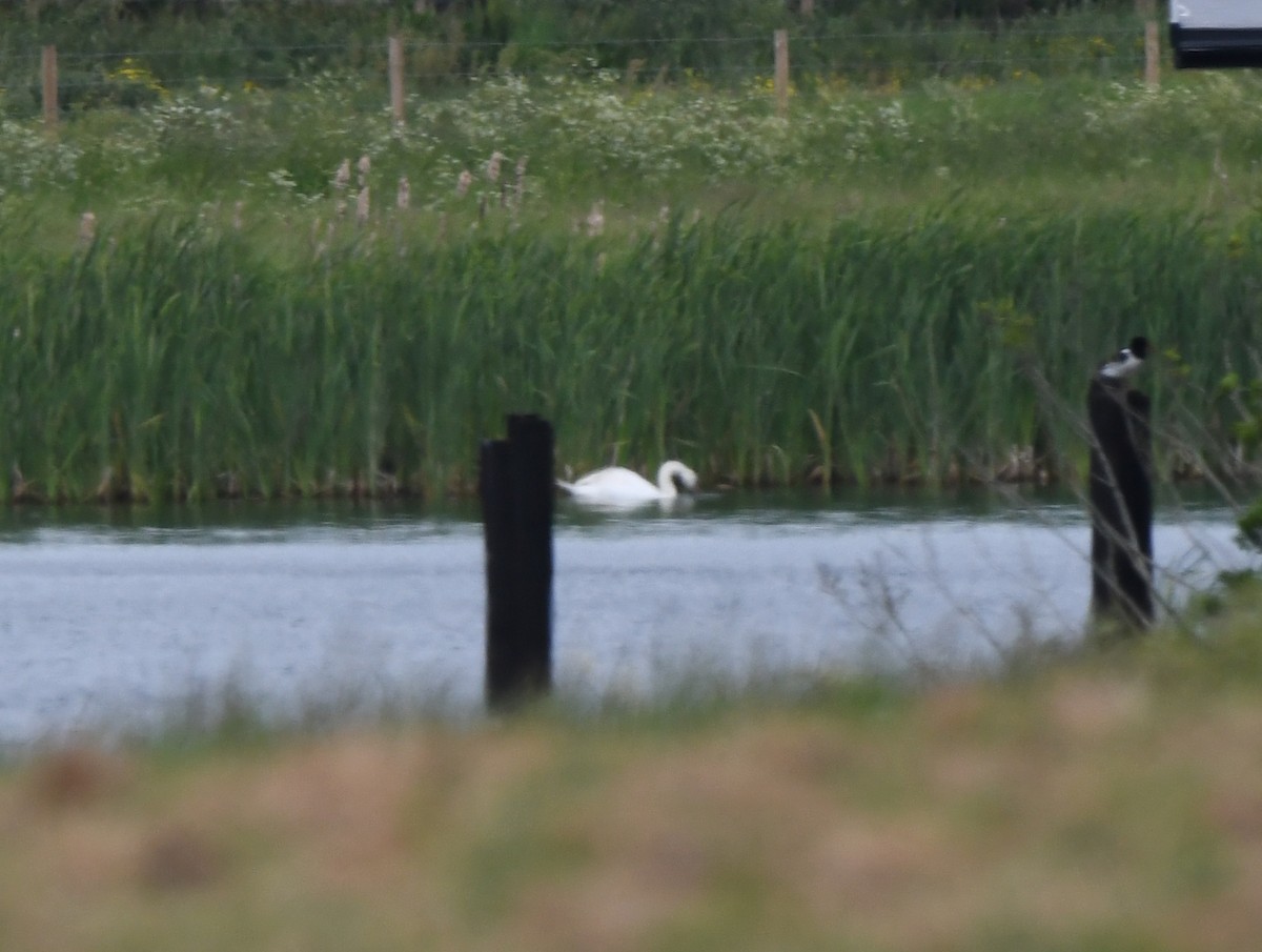 Mute Swan - ML646587717