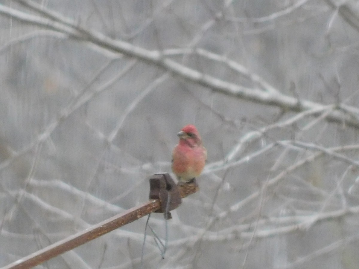 Purple Finch - ML646587719