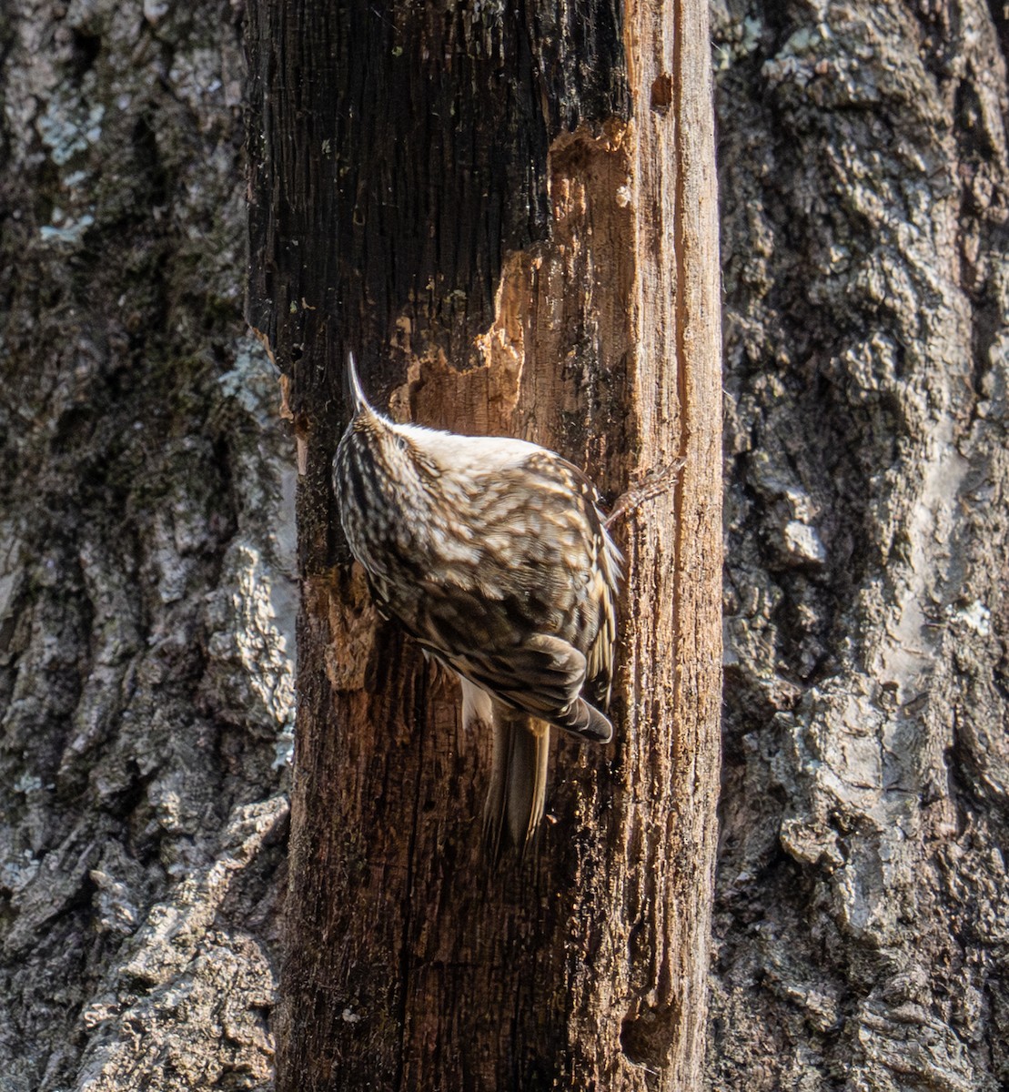 アメリカキバシリ - ML646587722