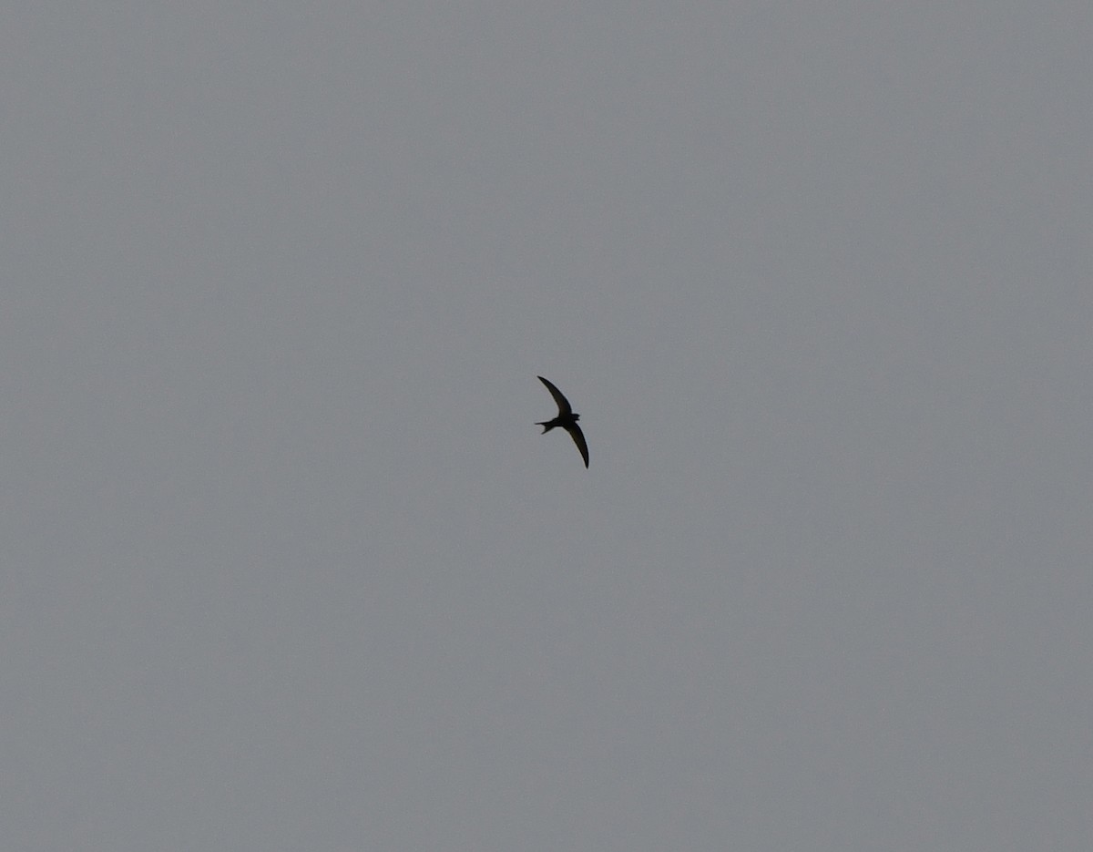 Common Swift - ML646587724
