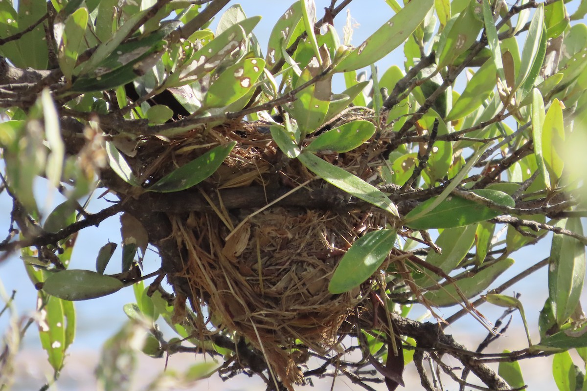 Yellow-shouldered Blackbird - ML646587725