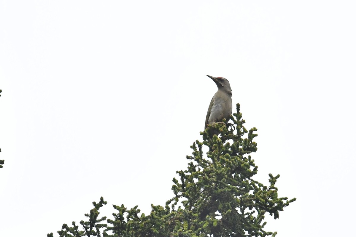 Жовна сива - ML646587726