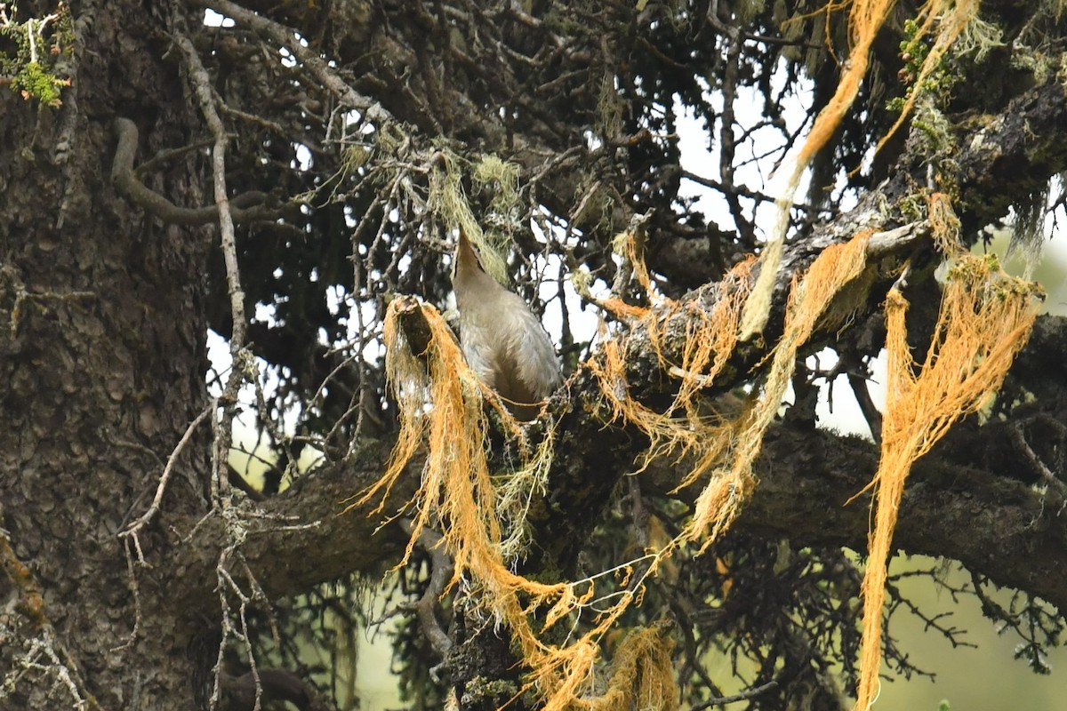 Жовна сива - ML646587727