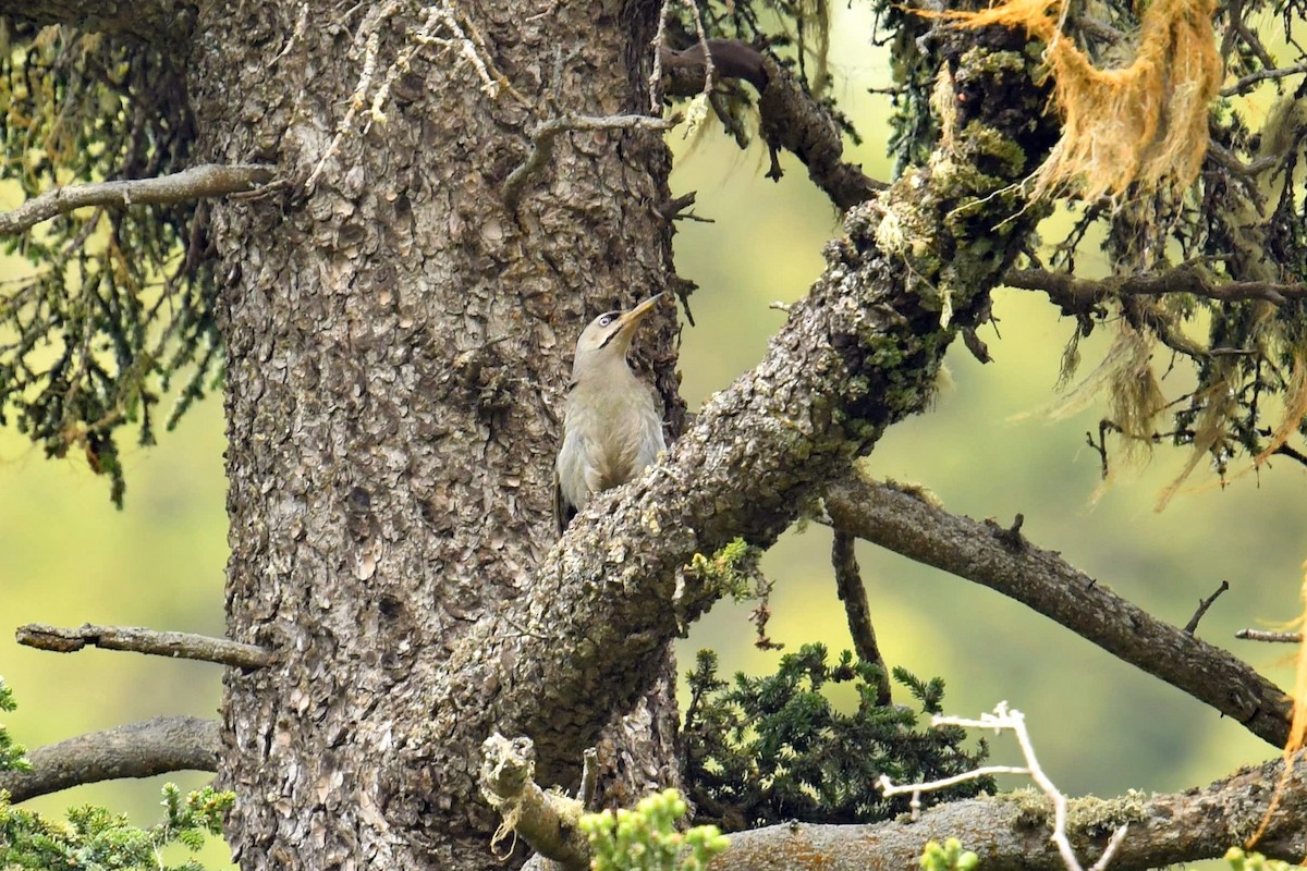 Жовна сива - ML646587728