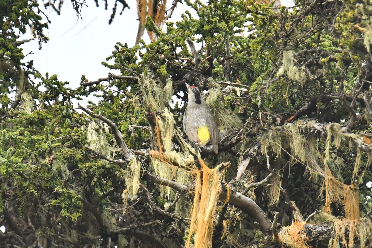 Жовна сива - ML646587729