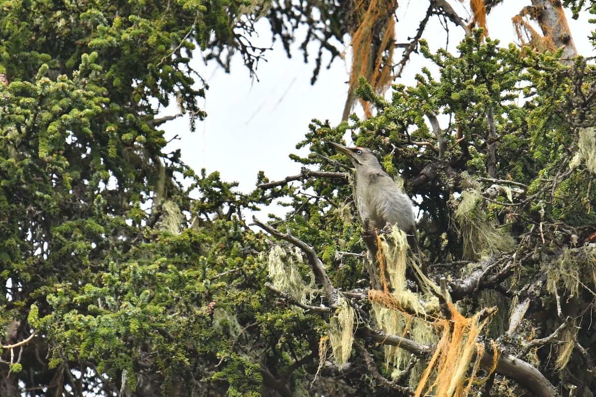 Жовна сива - ML646587730