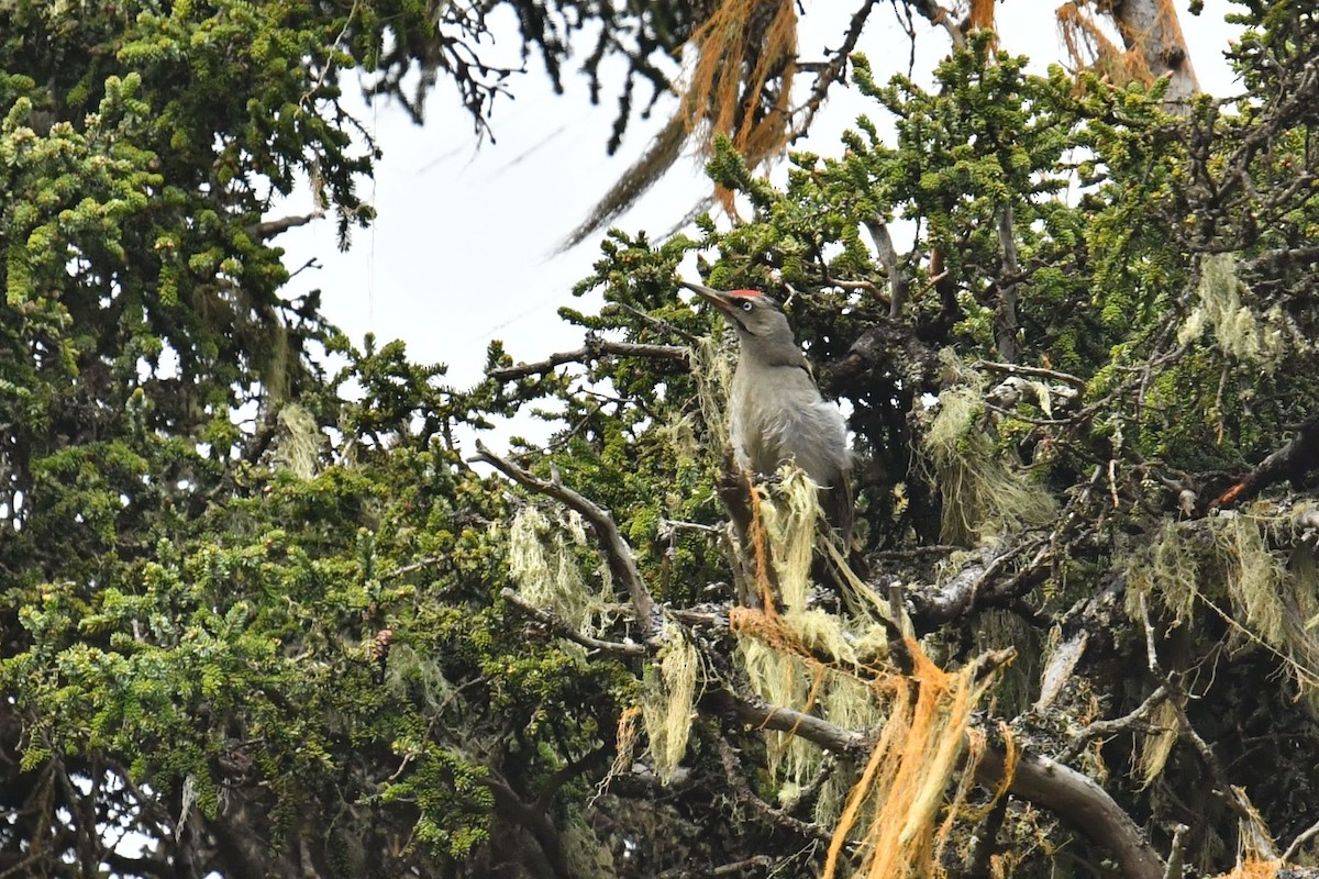 Жовна сива - ML646587731