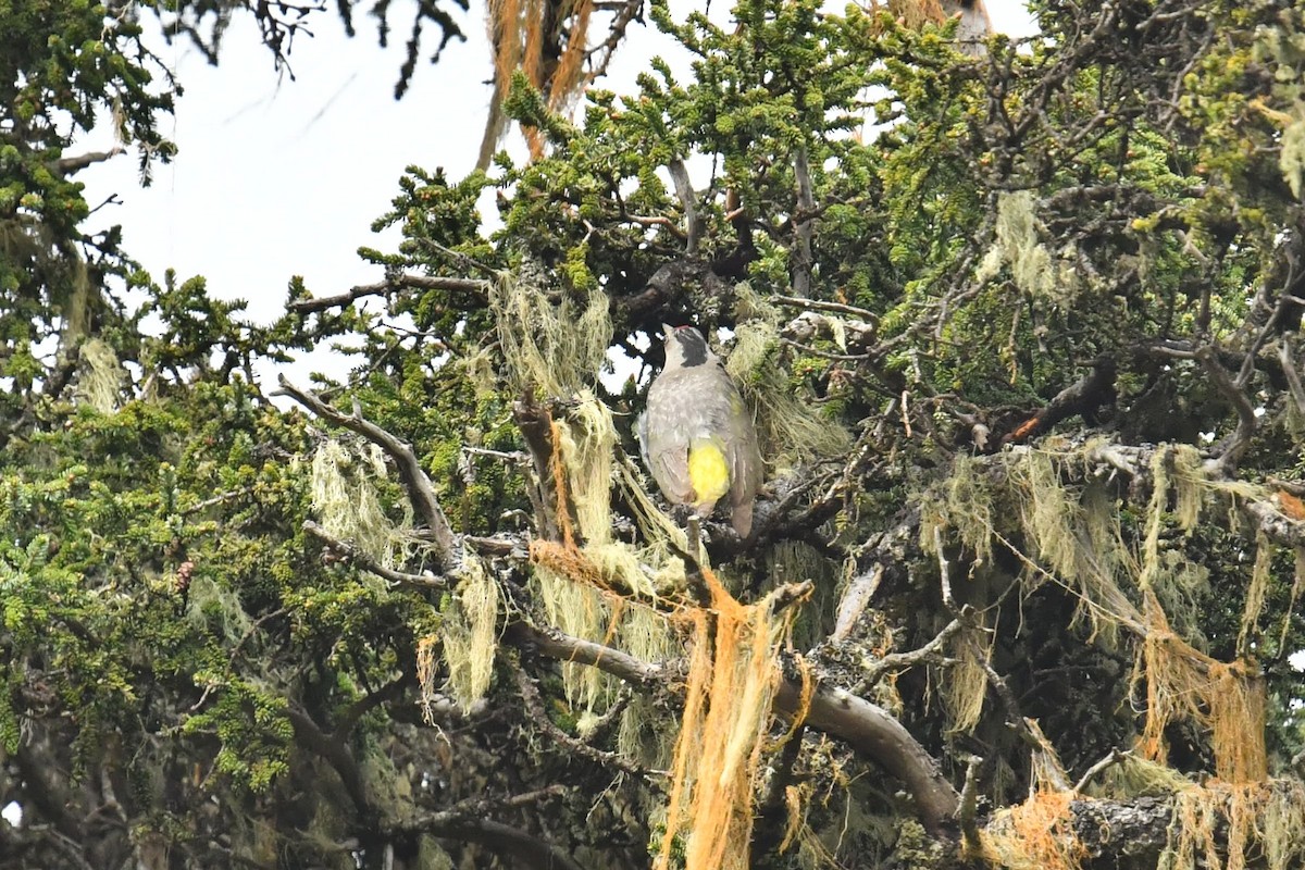 Жовна сива - ML646587732